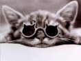 /album/galerie-photos/chat-avec-des-lunettes-jpg1/